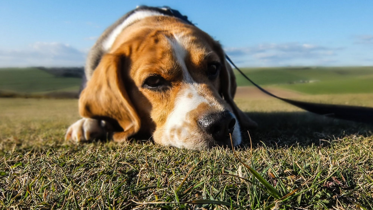 Illustration : "4 besoins qu'exprime le chien de manière peu évidente"