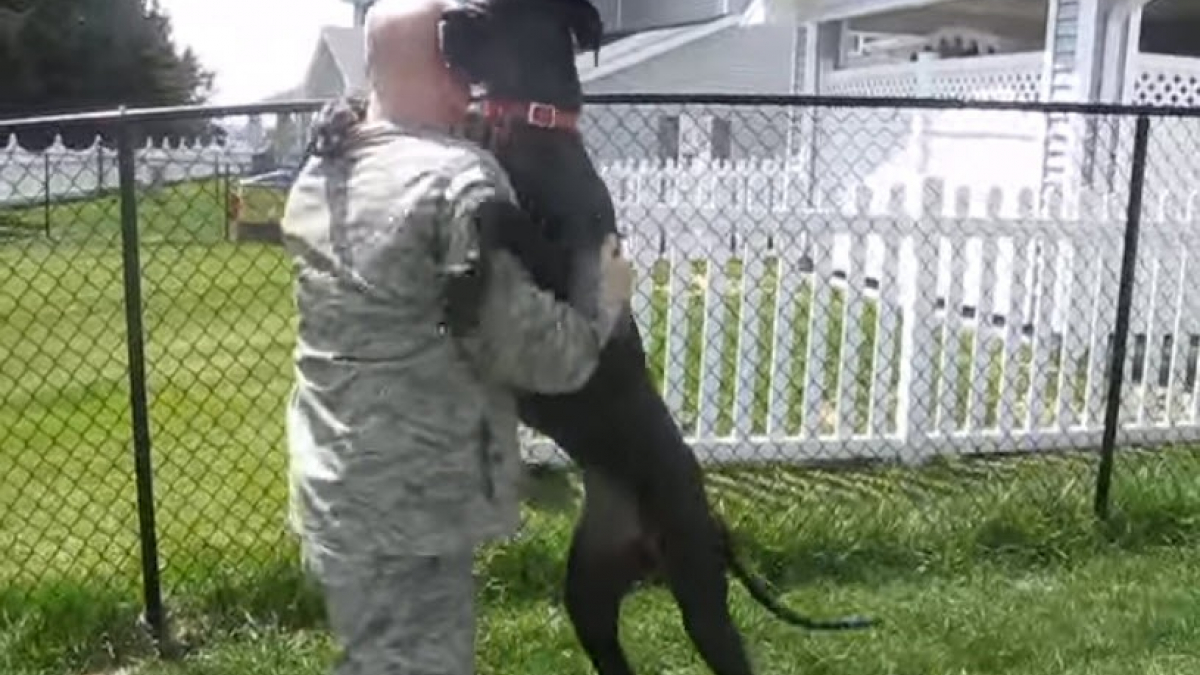 Illustration : "9 vidéos émouvantes de retrouvailles entre des chiens et leurs maîtres militaires de retour à la maison"