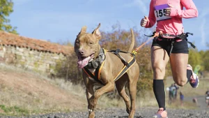 3 choses à savoir pour bien choisir le harnais de canicross de votre chien  – RUNWITHURDOG