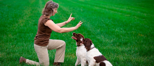 Illustration : "Comment apprendre des ordres à son chien ?"
