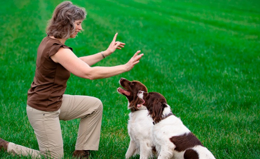 Illustration : "Comment apprendre des ordres à son chien ?"