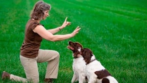 Illustration : Comment apprendre des ordres à son chien ?