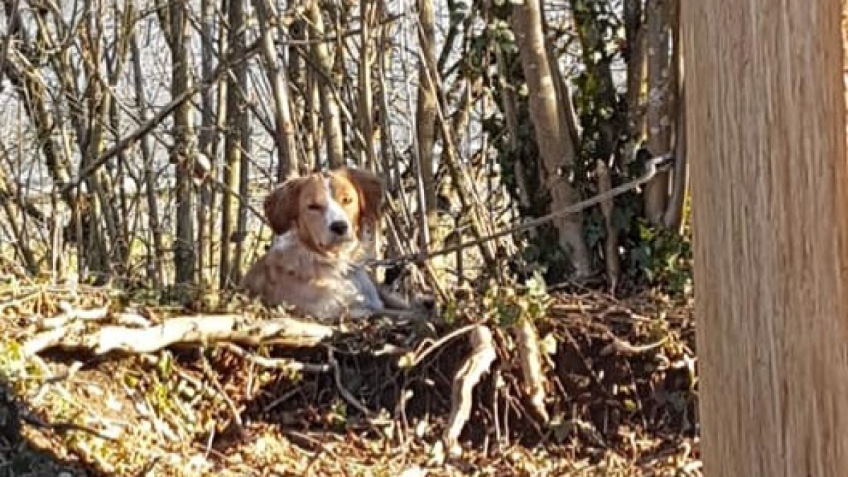 Illustration : "Une vague d’indignation naît sur les réseaux sociaux suite à l’abandon d’un chien"