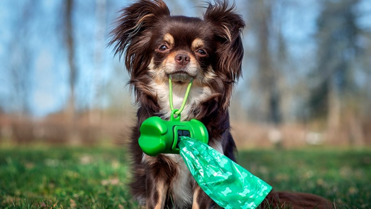 Illustration : "Apprendre la propreté à un chien adulte"