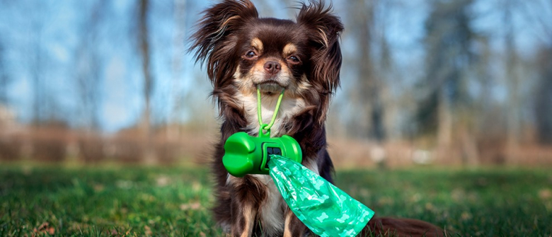 Illustration : "Apprendre la propreté à un chien adulte"