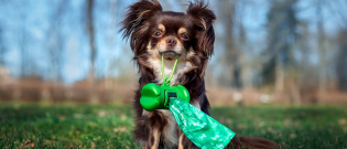 Illustration : "Apprendre la propreté à un chien adulte"