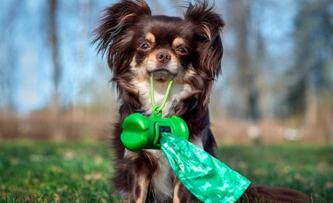 Illustration : "Apprendre la propreté à un chien adulte"