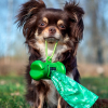 Illustration : Apprendre la propret&eacute; &agrave; un chien adulte