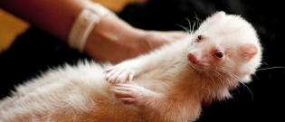 Illustration : "Les troubles nerveux chez le furet"