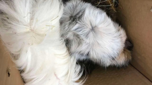 Illustration : "Pour leur éviter le pire, ces 3 cochons d'Inde ont été abandonnés dans la rue"