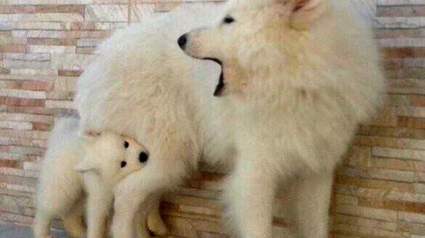 Illustration : La vie de maman chien n'est pas de tout repos, la preuve en 8 images