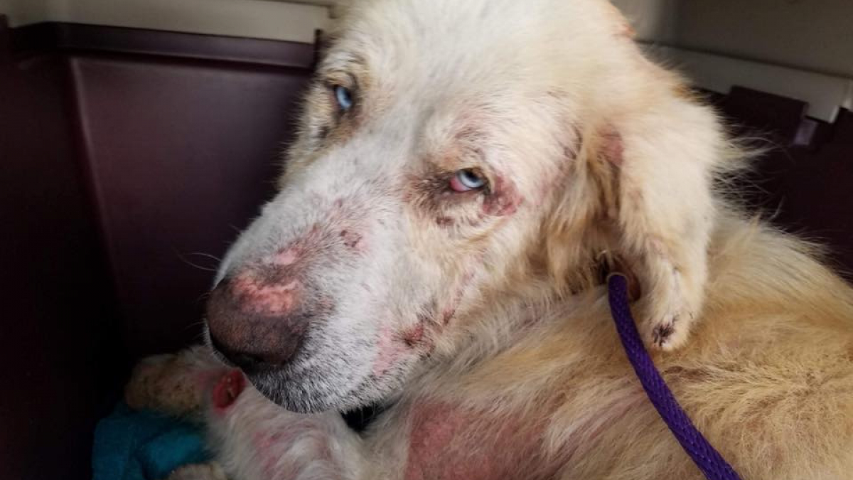 Illustration : "En l’espace d’un an, ce chien retrouvé amaigri et blessé a totalement changé !"
