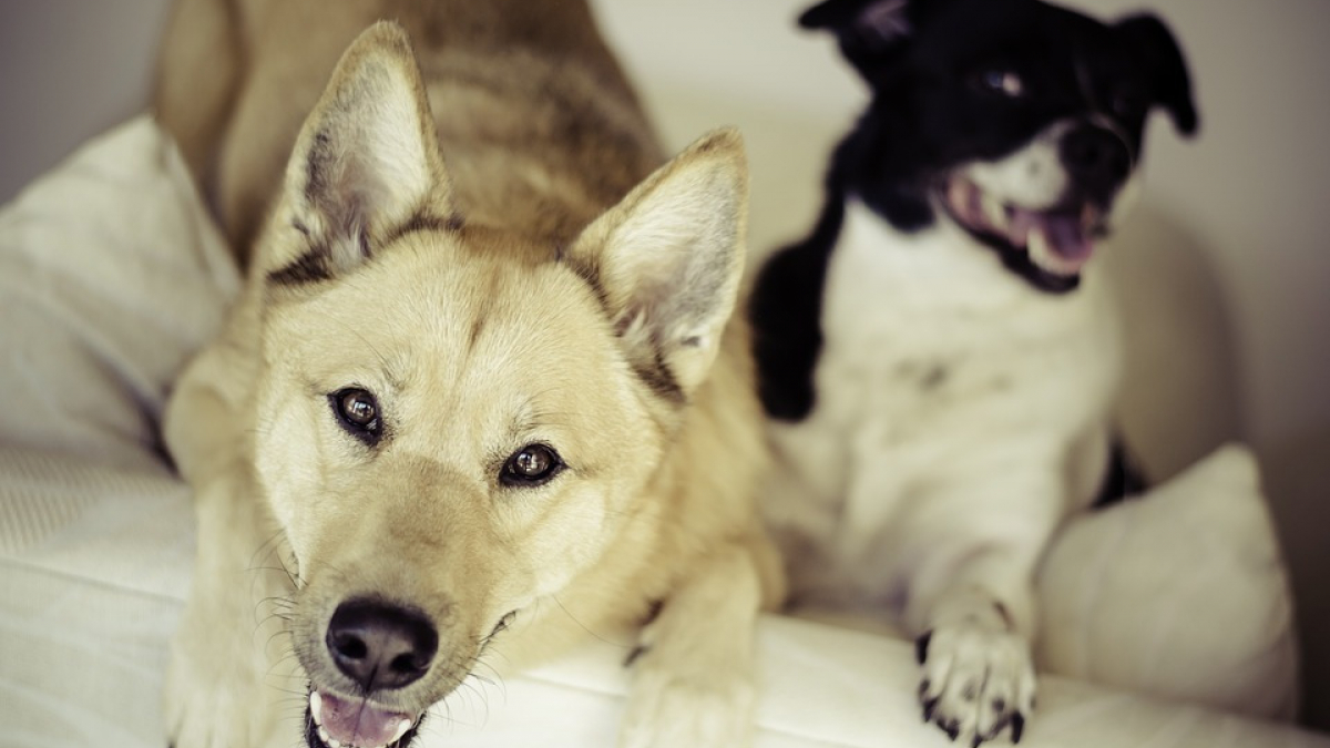 Illustration : "Deux chiens volés à leur famille, jetés d’un fourgon lancé à vive allure ! "