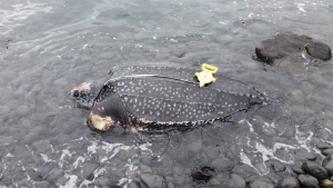 Illustration : "La plus grosse tortue du monde de plus de 200 kilos s’échoue en Nouvelle-Zélande !"