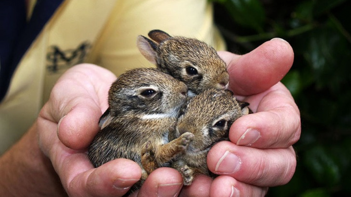 Illustration : "C'est Pâques avant l'heure avec ces 18 photos adorables de lapins"