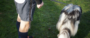 Illustration : "Comment apprendre les ordres et directions du canicross à son chien ?"