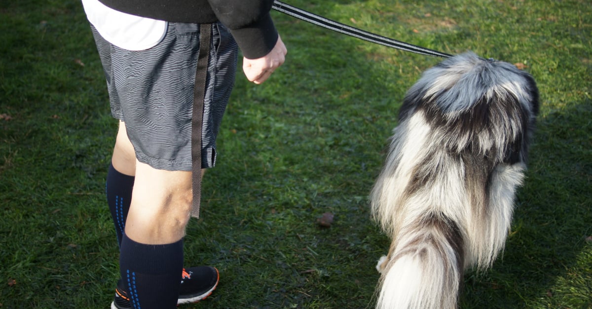 Apprendre les ordres de directions à votre chien pour la pratique 