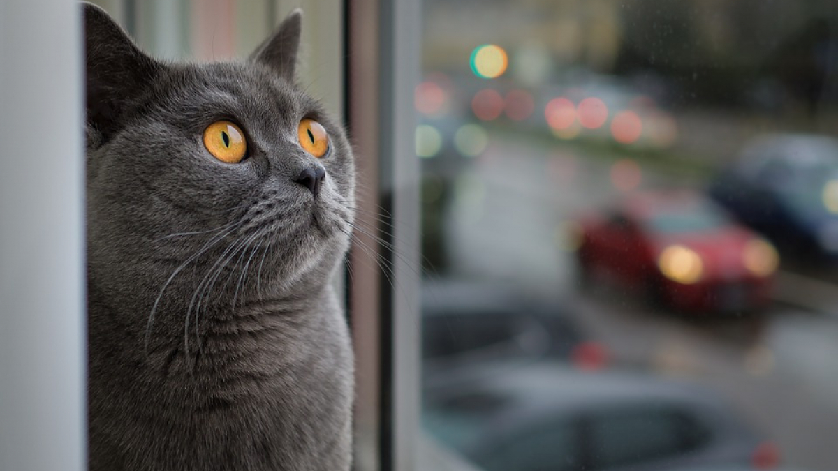 Illustration : "Un chat coincé dans une fenêtre en battant sauvé grâce à une incroyable mobilisation sur les réseaux !"