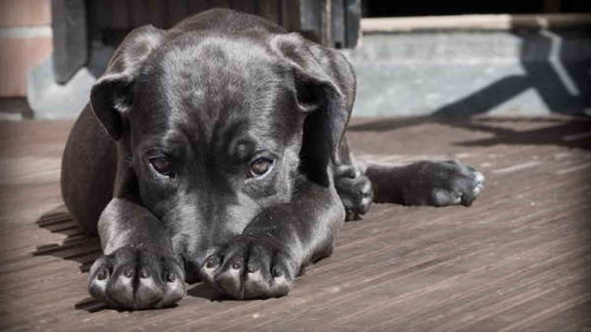 Illustration : "Ce regard coupable que vous adresse votre chien venant de faire une bêtise n'en est pas un"