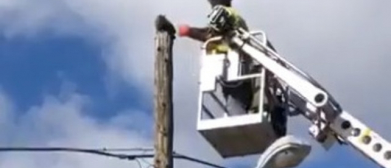 Il Vient Secourir Un Chat Coince Sur Un Pylone Electrique Et Se Fait Suspendre Par Ses Superieurs Il Vient Secourir Un Chat Coince Sur Un Pylone Electrique Et Se Fait Suspendre Par Ses Superieurs