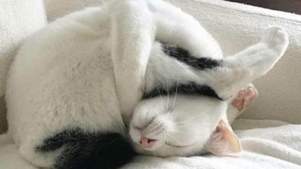 Illustration : "17 chats qui ont l'art et la manière de s'endormir dans les positions les plus incongrues ! "