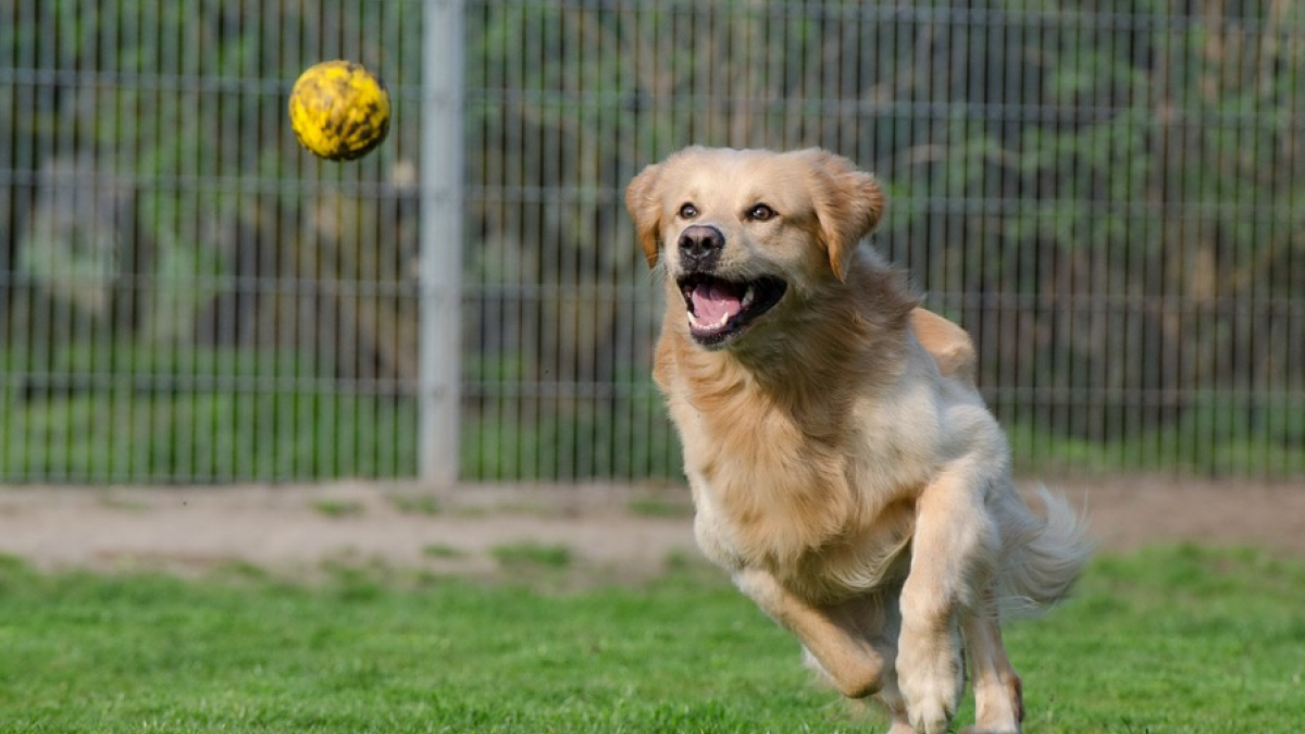 Illustration : "Mécontent, il agresse le propriétaire du chien qui aurait mis enceinte sa chienne"