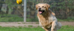 Illustration : "Mécontent, il agresse le propriétaire du chien qui aurait mis enceinte sa chienne"