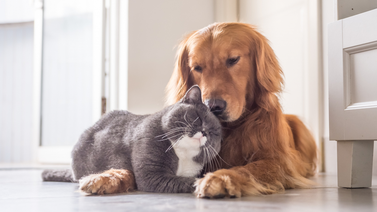 Illustration : "19 photos de chiens et de chats qui vous donneront un coup de boost au moral"