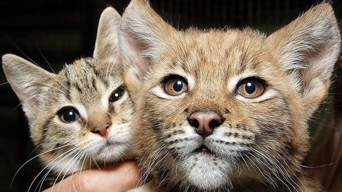 Illustration : "Dans ce zoo, un chat et un lynx sont inséparables depuis plus de douze ans"