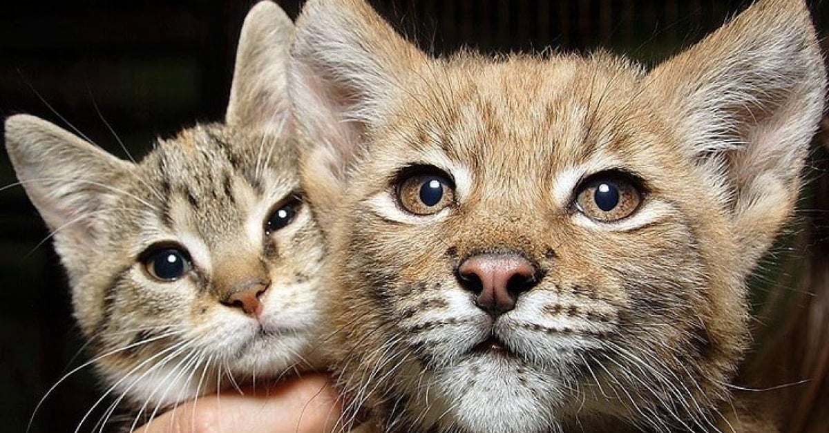 Dans ce zoo, un chat et un lynx sont inséparables depuis plus de douze ans
