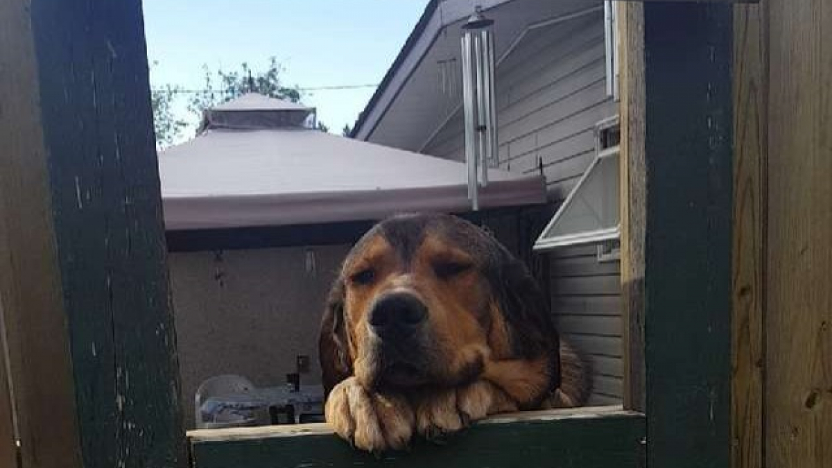 Illustration : "Ils installent une fenêtre pour permettre à leur chien et leur voisine de se voir tous les jours"