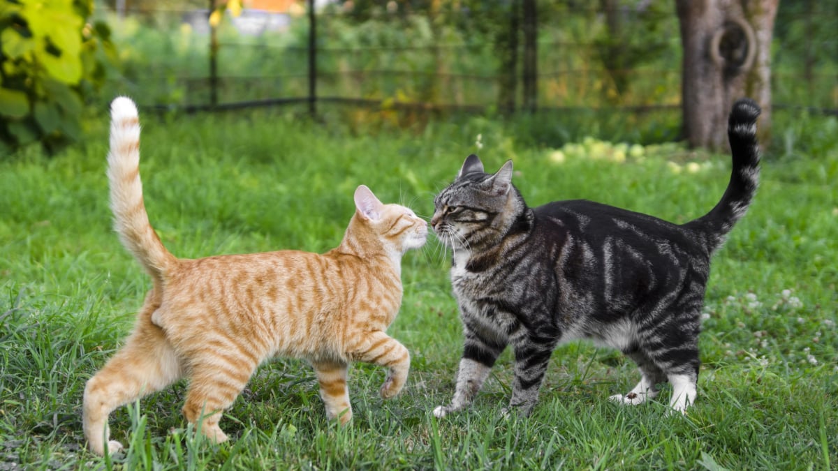 Le stress du chat en 5 points La vie des chats