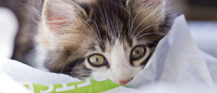Illustration : "Bien accueillir un chaton à son domicile"
