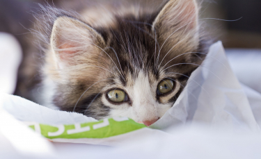 Illustration : "Bien accueillir un chaton à son domicile"