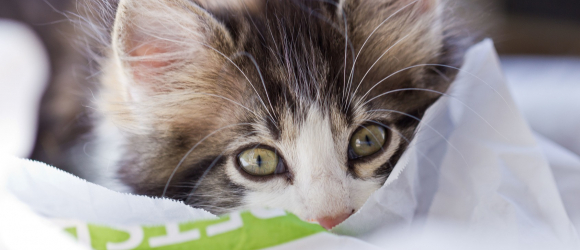 Illustration : "Bien accueillir un chaton à son domicile"