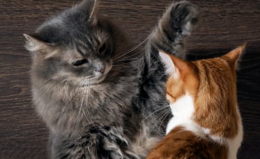 Illustration : "Comprendre et calmer un chat agressif"