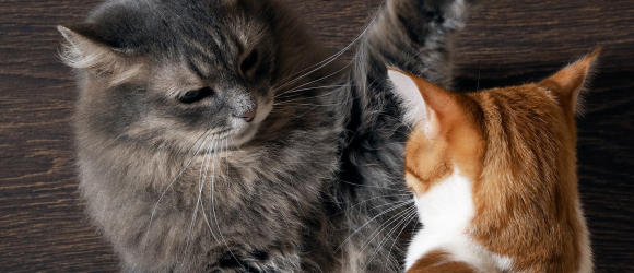 Illustration : "Maîtriser un chat agressif"