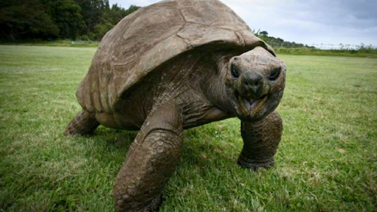 Illustration : "Âgé de de près de 200 ans cette tortue est la plus vieille du monde ! "