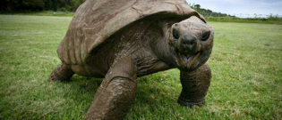 Illustration : "Âgé de de près de 200 ans cette tortue est la plus vieille du monde ! "