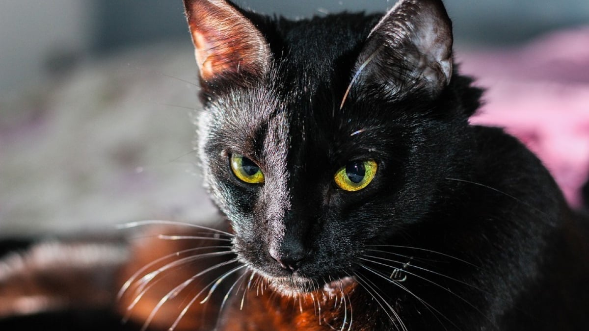 Illustration : "Sauvetage d'une vingtaine de chats négligés, détenus dans un appartement à Bordeaux"