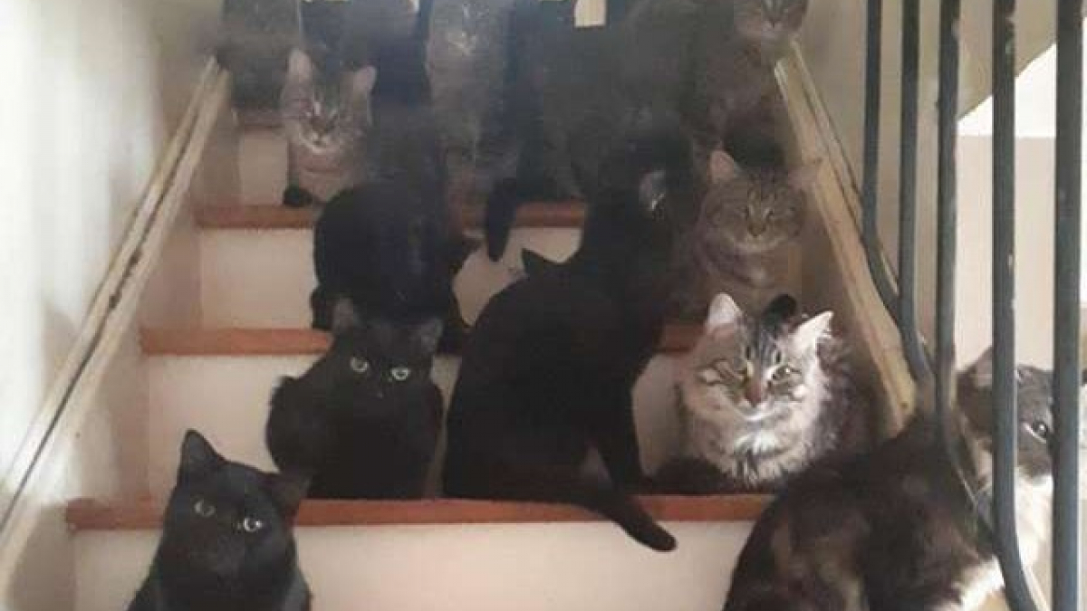 Illustration : "Plus de 100 chats s'introduisent chez une seule et même personne, une association intervient ! "