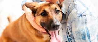 Illustration : "Mon chien est collant : que faire ?"