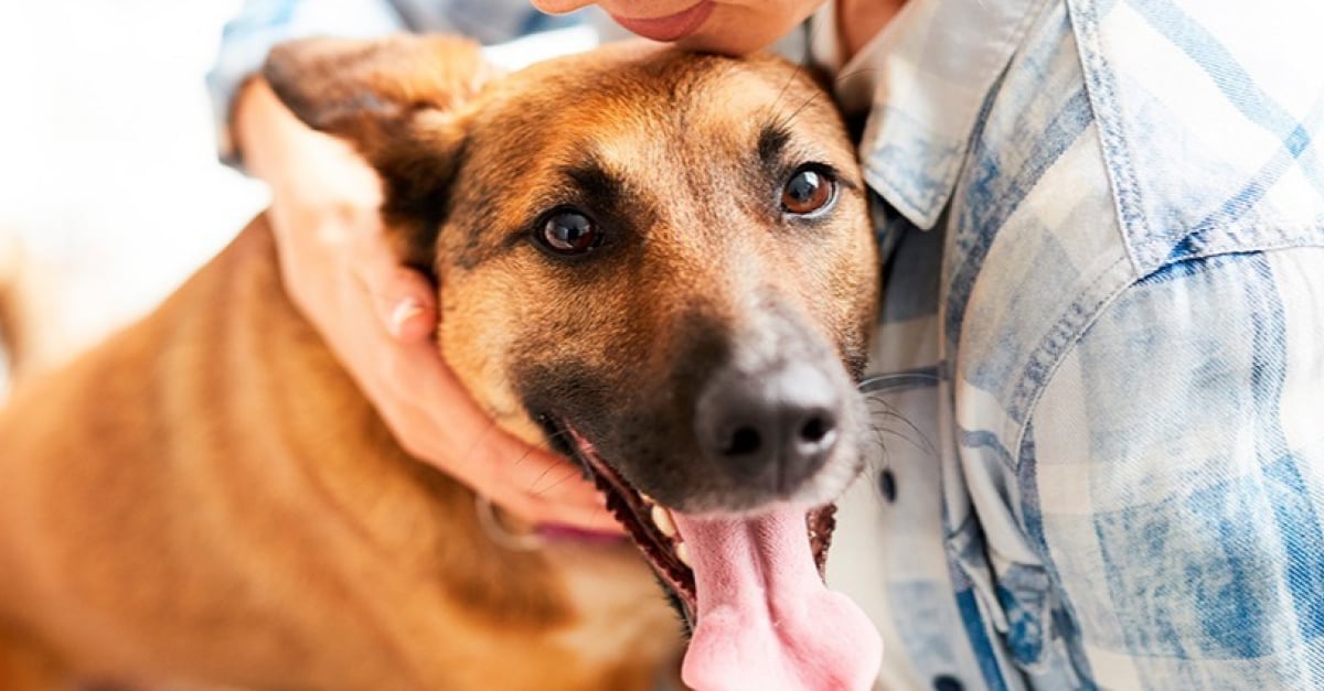 Mon chien est collant : causes et solutions