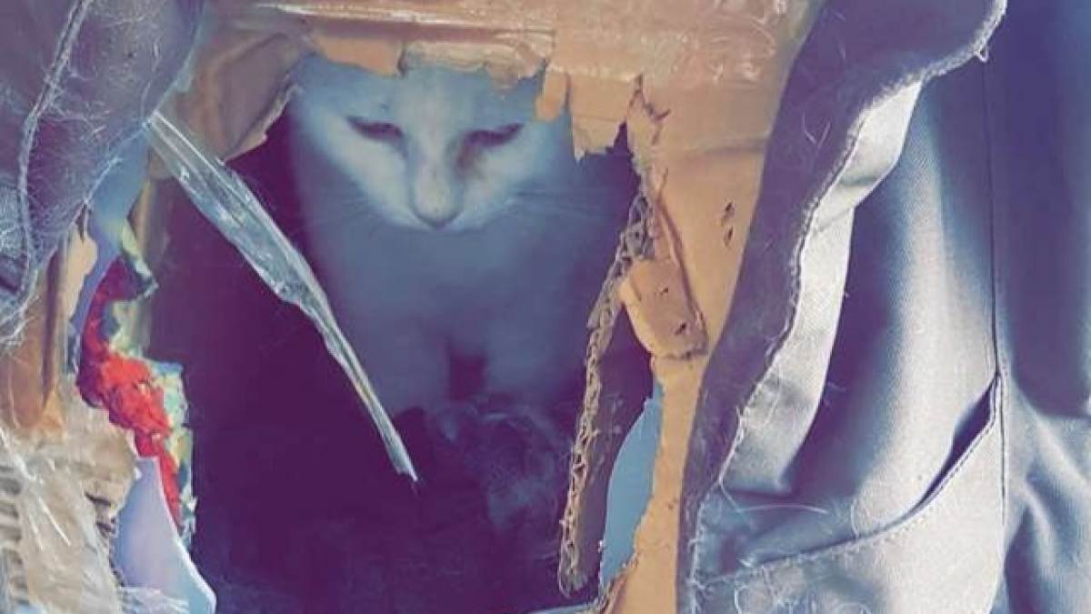 Illustration : "Abandonnée, une chatte trouve refuge dans une boîte en carton. Une famille l'adopte ! "