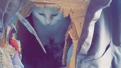 Illustration : Abandonnée, une chatte trouve refuge dans une boîte en carton. Une famille l'adopte ! 