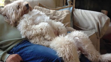 Illustration : 30 clichés qui prouvent que le Goldendoodle est une race de chien des plus adorables