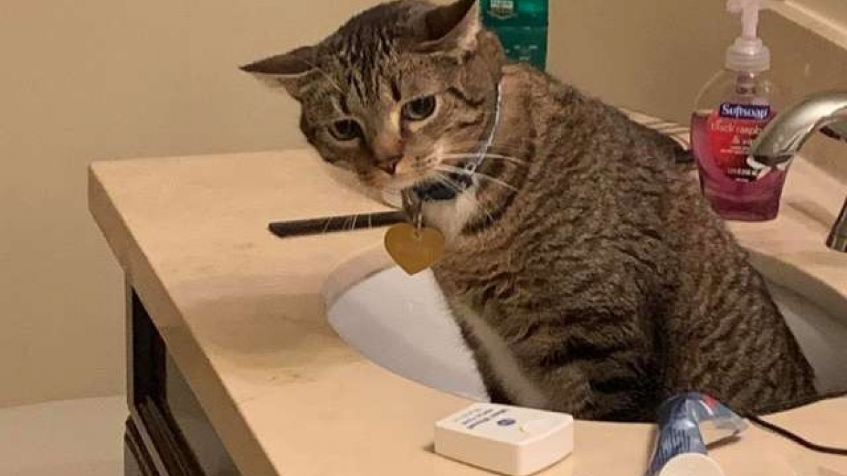 Illustration : "Face à l’arrivée d’un chien dans la famille ce chat décide de s’installer dans l’évier de la cuisine…"