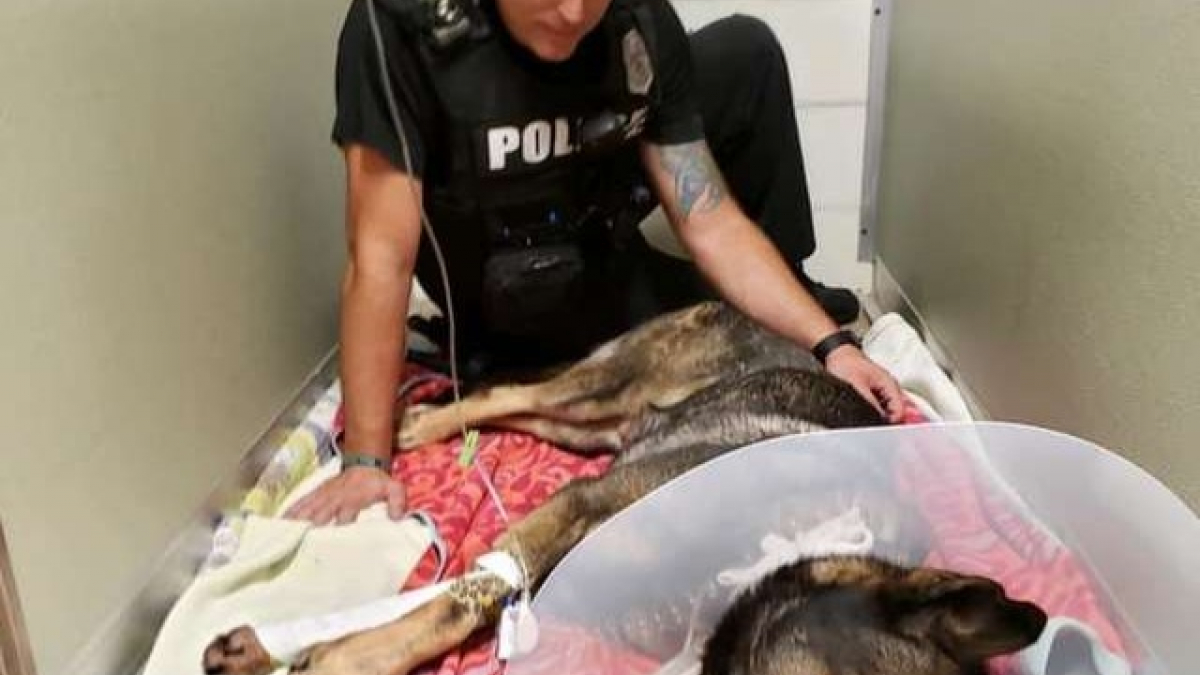 Illustration : "Ce policier reste au chevet de son chien et partenaire, blessé par balle"