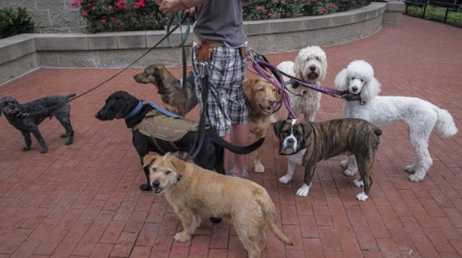 Illustration : 5 astuces pour que l'harmonie soit parfaite entre les chiens de votre famille
