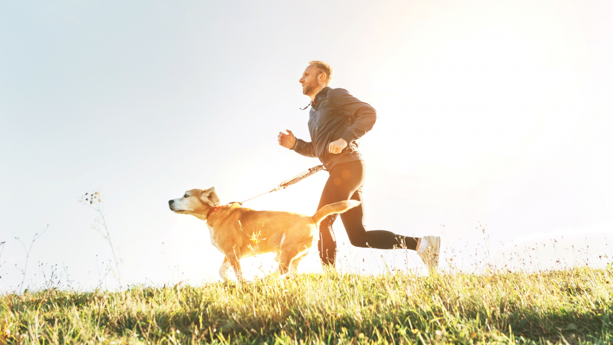 Illustration : "Bien s’occuper de la santé d’un chien pratiquant le canicross"